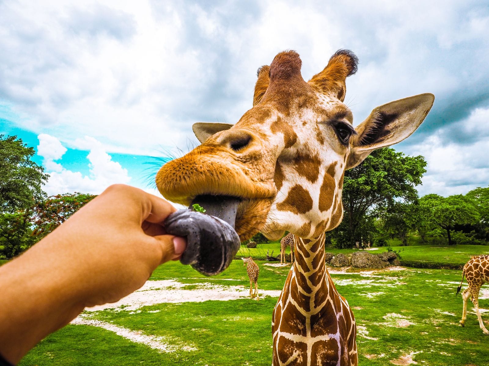 Giraffe safari park encounter - Knowsley Safari Park minibus hire